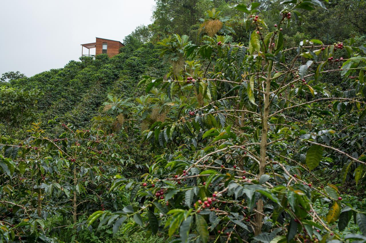 Coffee & Adventure Hotel By La Palma Y El Tucan Zipacon Eksteriør bilde