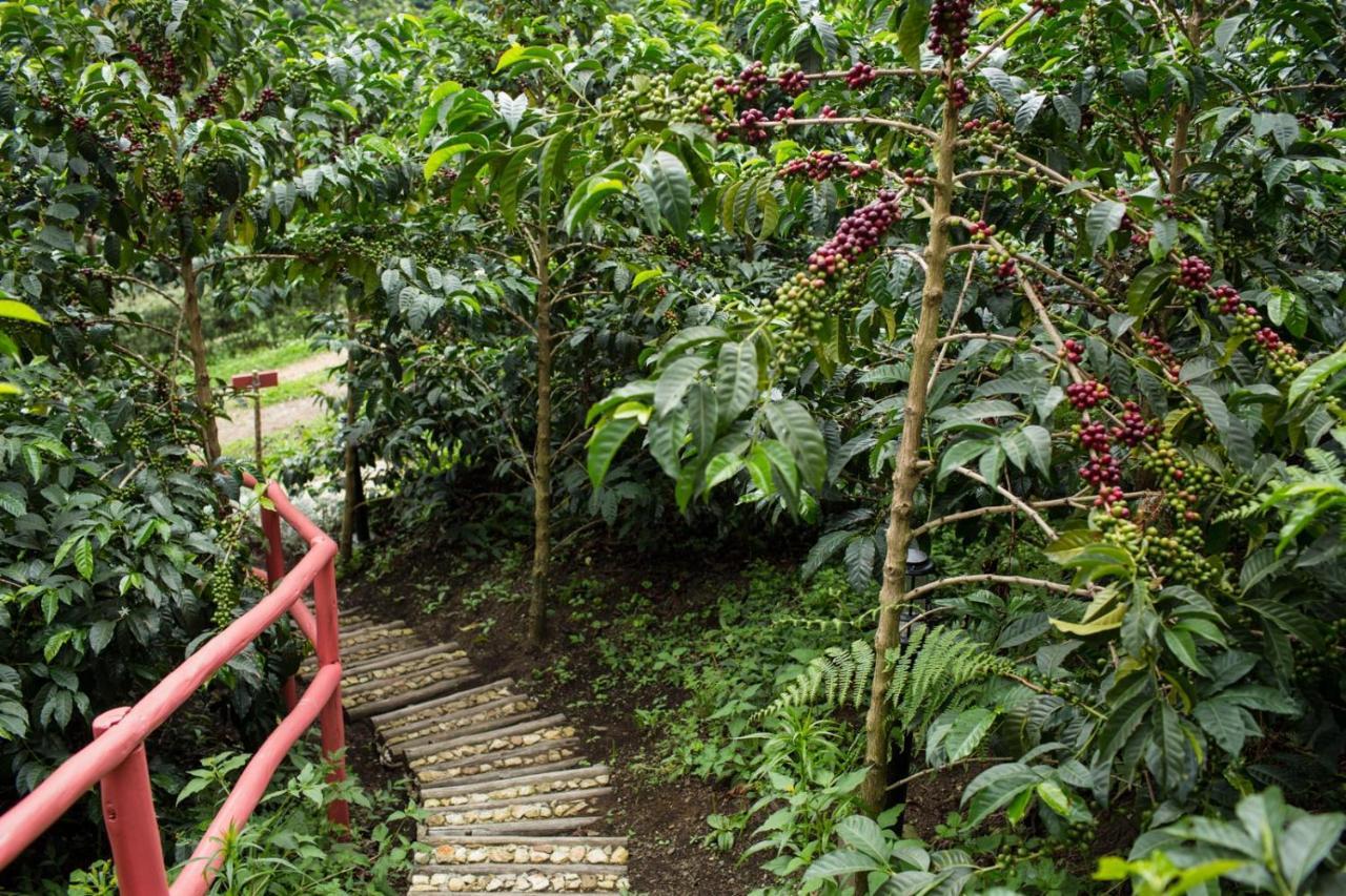 Coffee & Adventure Hotel By La Palma Y El Tucan Zipacon Eksteriør bilde